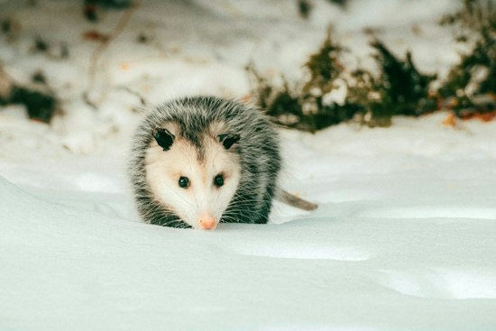 Opossum Caught Prowling Honolulu Harbor Freight Site, Sent for Rabies Testing