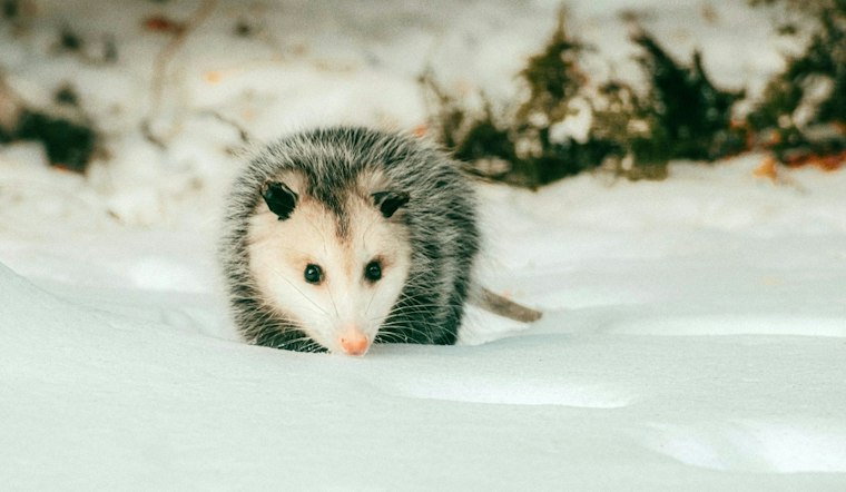 Opossum Caught Prowling Honolulu Harbor Freight Site, Sent for Rabies Testing
