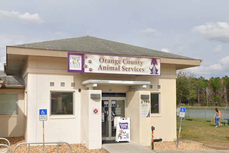 Orange County Shelter Saves 7,191 Cats, Cracks Top 15 Nationwide