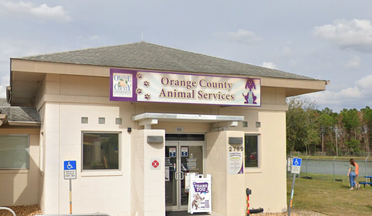 Orange County Shelter Saves 7,191 Cats, Cracks Top 15 Nationwide