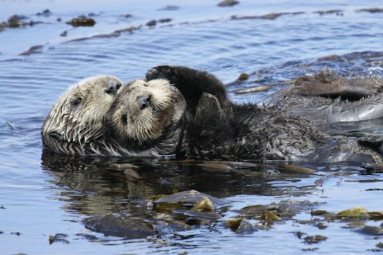 Oregon Coast Marks Sea Otter Awareness Month as Reintroduction Push Gains Steam