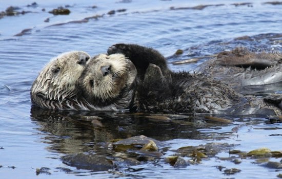 Oregon Coast Marks Sea Otter Awareness Month as Reintroduction Push Gains Steam