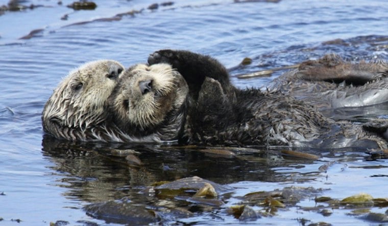 Oregon Coast Marks Sea Otter Awareness Month as Reintroduction Push Gains Steam