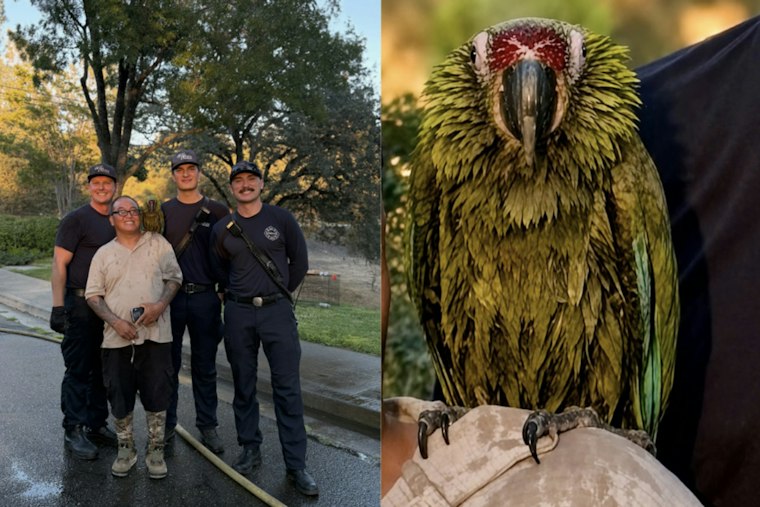 Oroville Firefighters Use Water Squirts To Free Pet Bird Stuck In Tree For Days