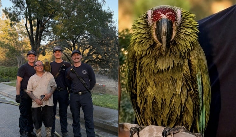 Oroville Firefighters Use Water Squirts To Free Pet Bird Stuck In Tree For Days
