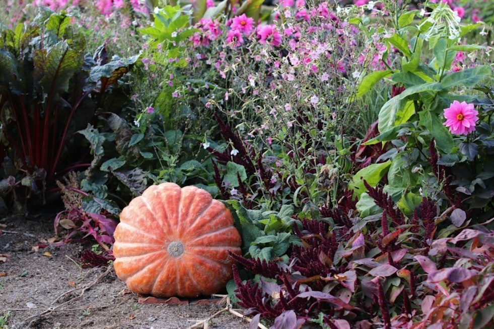 Palos Verdes Garden Glows With 10,000 Carved Jack O'Lanterns This Fall