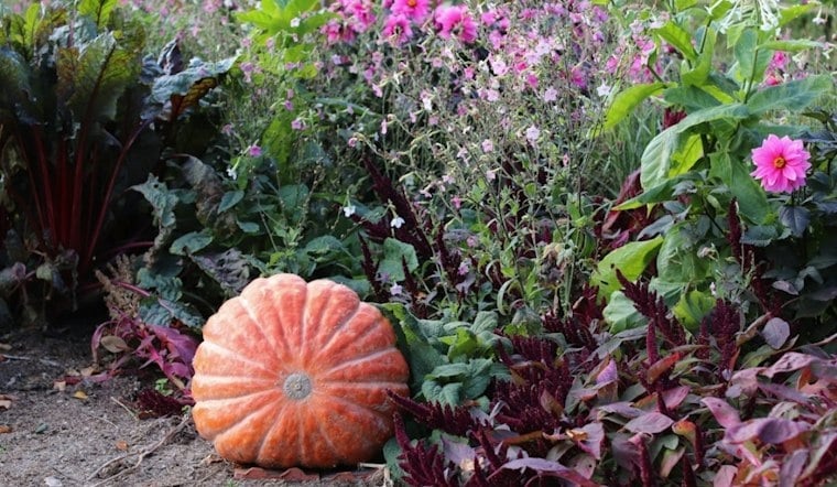 Palos Verdes Garden Glows With 10,000 Carved Jack O'Lanterns This Fall