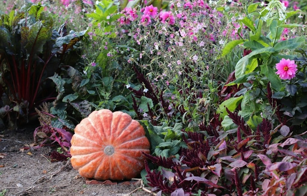 Palos Verdes Garden Glows With 10,000 Carved Jack O'Lanterns This Fall
