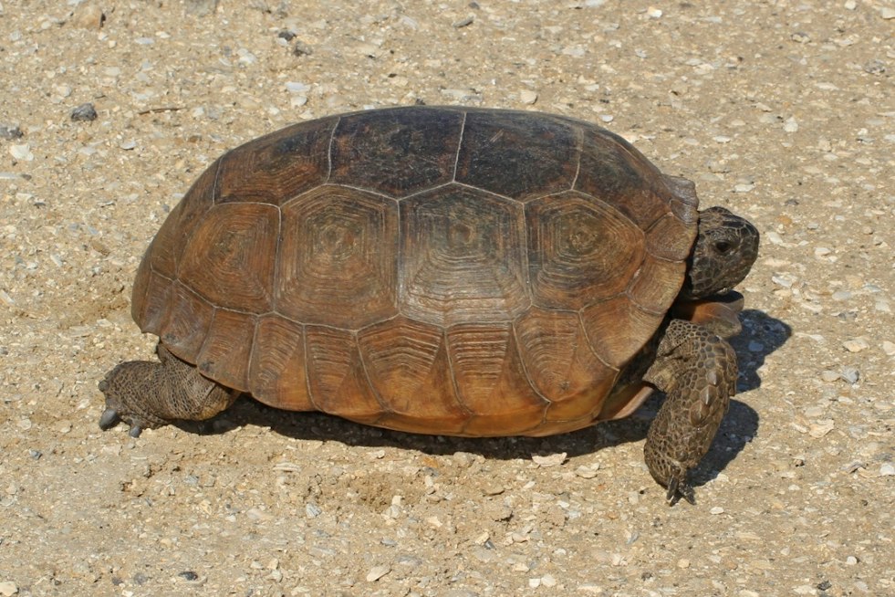 Pasco Eyes 123 Hudson Acres for $70M Works Campus, Tortoise Burrows Spark Pushback