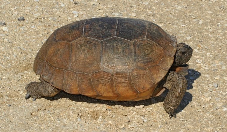 Pasco Eyes 123 Hudson Acres for $70M Works Campus, Tortoise Burrows Spark Pushback