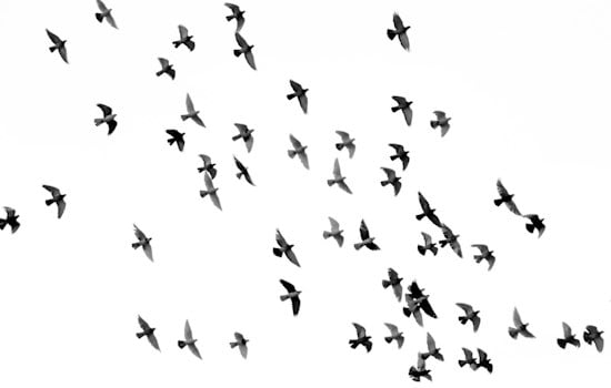 Peak Bird Migration Hits Texas Skies, Houston Sees Hummingbird Die-Off