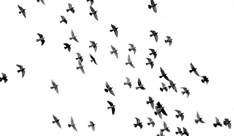 Peak Bird Migration Hits Texas Skies, Houston Sees Hummingbird Die-Off