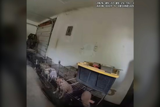 Pierce County ‘Rescue’ Bust Uncovers 15 Dogs, 2 Cats Locked in Garages