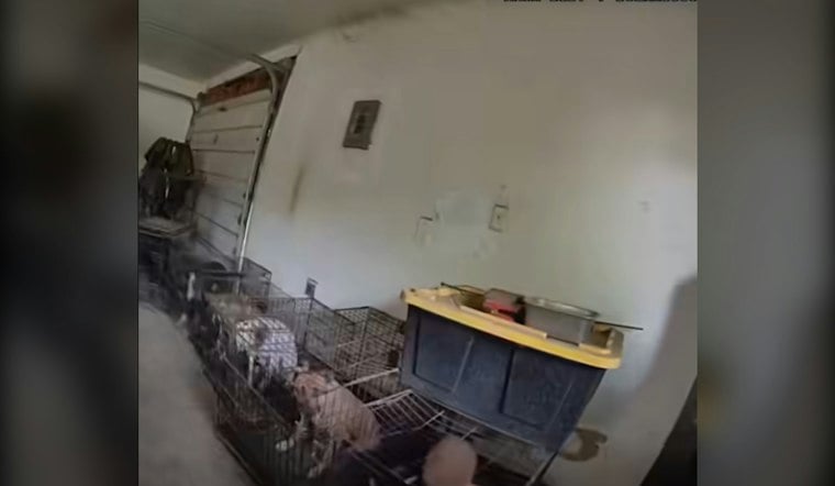 Pierce County ‘Rescue’ Bust Uncovers 15 Dogs, 2 Cats Locked in Garages
