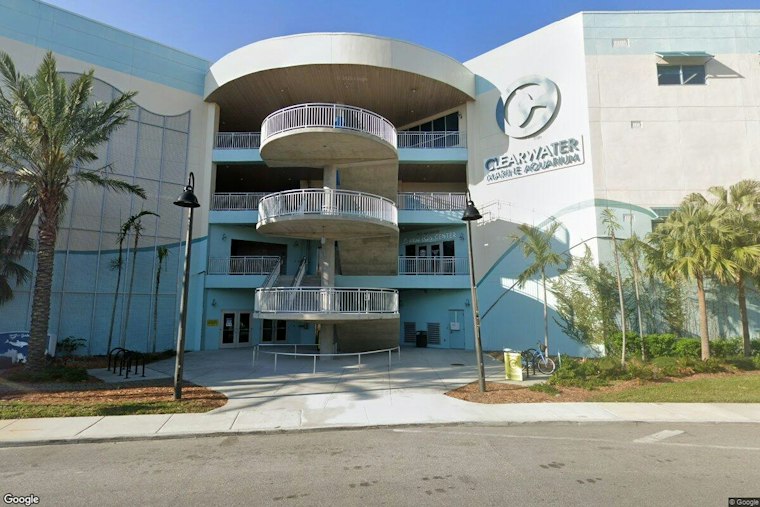 Pinellas Beach Patrols Before Dawn Help Clearwater Aquarium Log Record 405 Turtle Nests