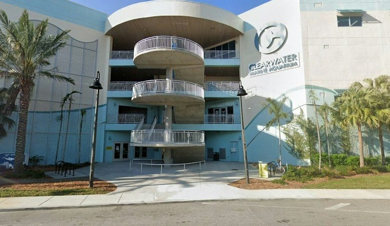 Pinellas Beach Patrols Before Dawn Help Clearwater Aquarium Log Record 405 Turtle Nests