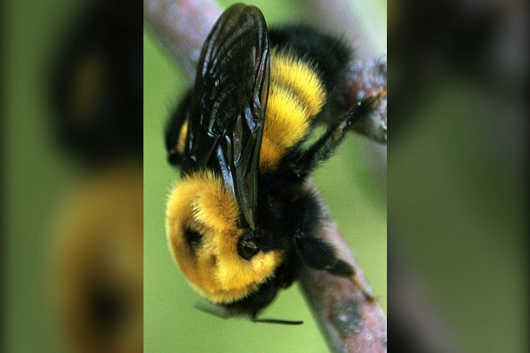Polis Orders Colorado Agencies to Protect Bees as Insect Populations Plummet