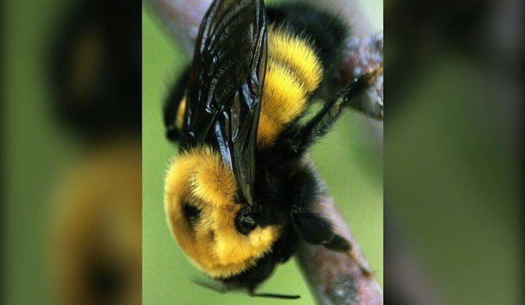 Polis Orders Colorado Agencies to Protect Bees as Insect Populations Plummet
