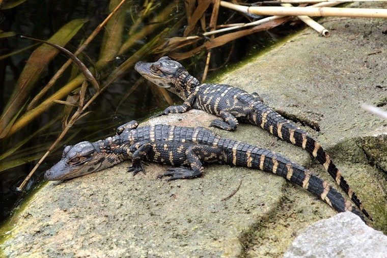 Port Aransas' Famous Gator Boots Becomes a Dad to Four Babies in Beaumont