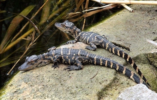 Port Aransas' Famous Gator Boots Becomes a Dad to Four Babies in Beaumont