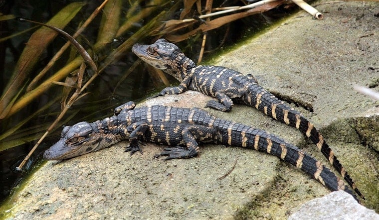 Port Aransas' Famous Gator Boots Becomes a Dad to Four Babies in Beaumont