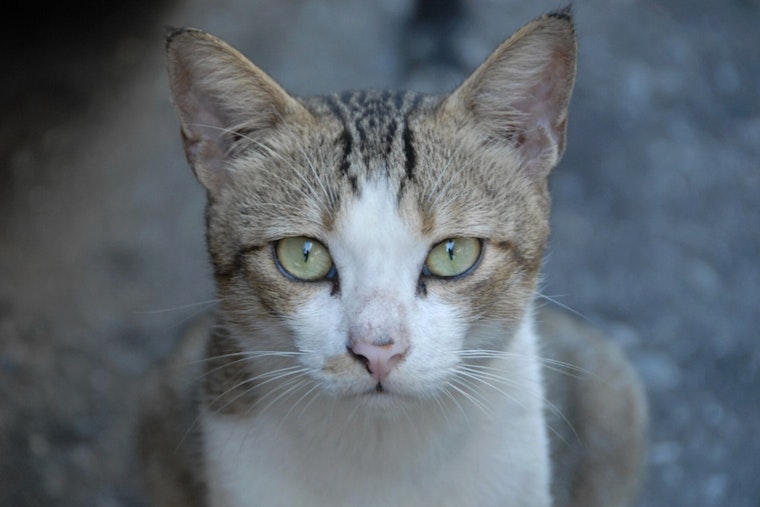 Port Orange Rescuer Dies, Leaves Behind 55 Cats Volunteers Scramble to Save