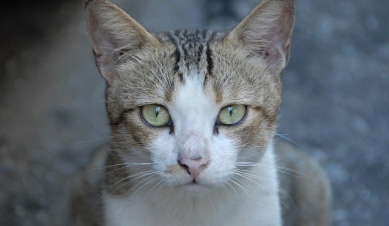 Port Orange Rescuer Dies, Leaves Behind 55 Cats Volunteers Scramble to Save
