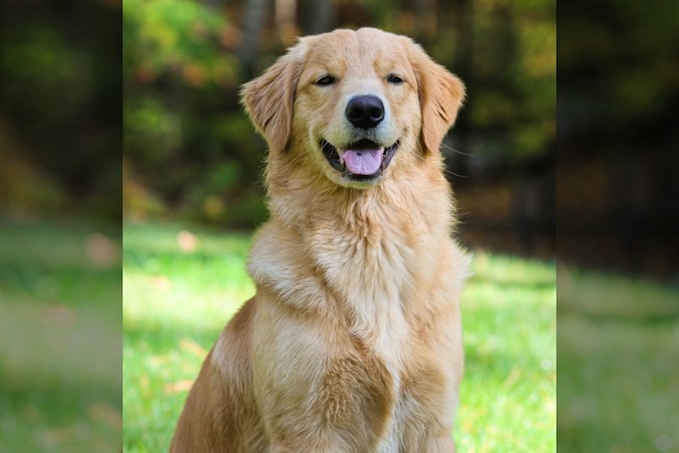 Portland's Free-Hugs Golden Retriever Scout Still Draws Crowds Five Years After His Death
