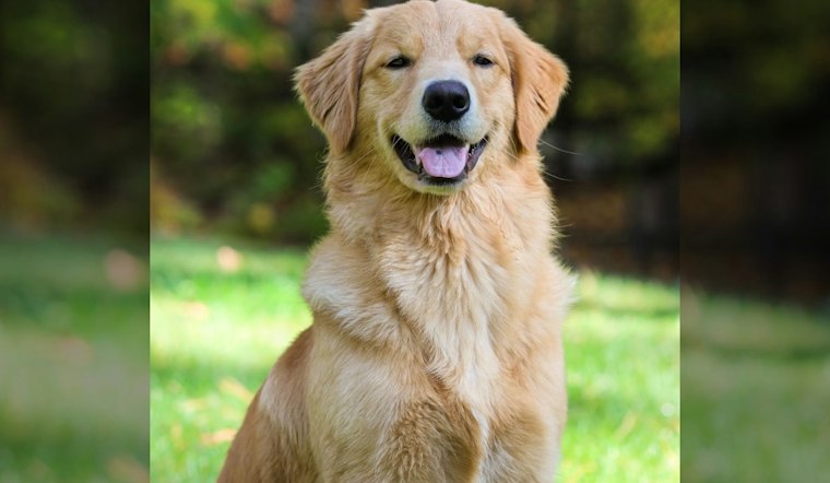 Portland's Free-Hugs Golden Retriever Scout Still Draws Crowds Five Years After His Death
