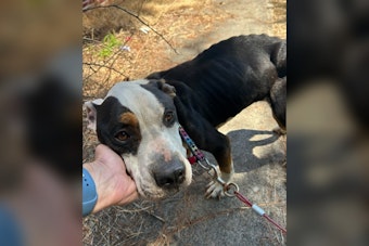 Portland Woman Indicted After Starved Dog Fendi Dies With 1% Bone Marrow Fat