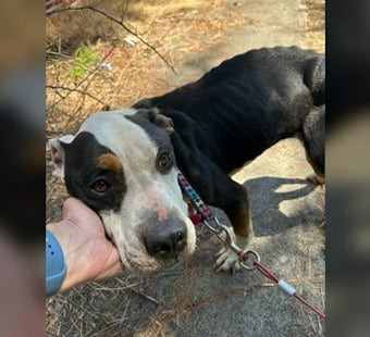 Portland Woman Indicted After Starved Dog Fendi Dies With 1% Bone Marrow Fat
