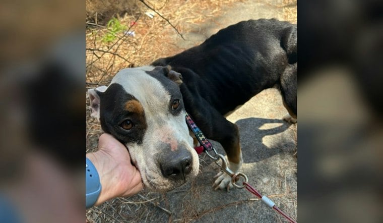 Portland Woman Indicted After Starved Dog Fendi Dies With 1% Bone Marrow Fat