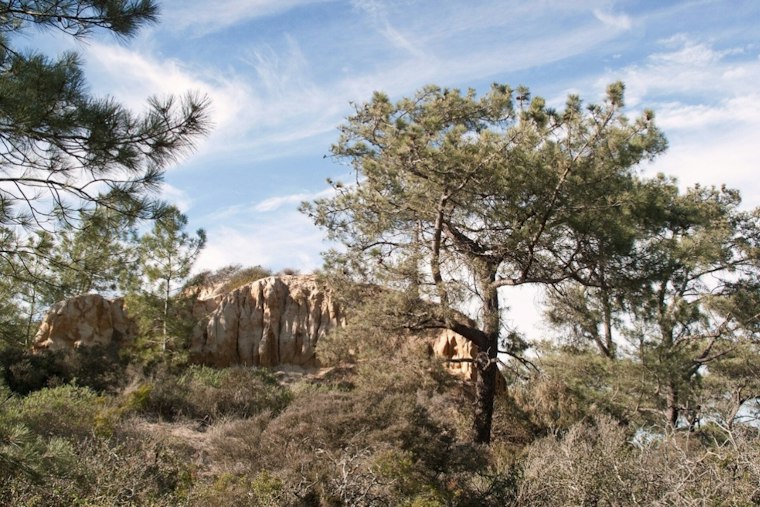 Protected Trees Put a Preliminary La Jolla Helicopter Water-Tank Plan to the Test