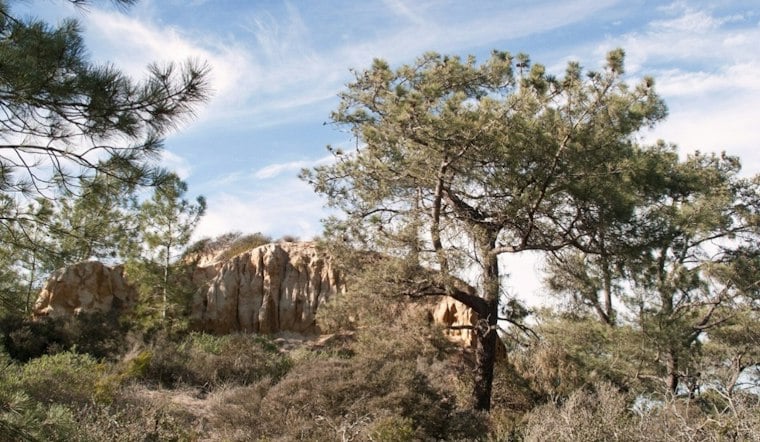 Protected Trees Put a Preliminary La Jolla Helicopter Water-Tank Plan to the Test