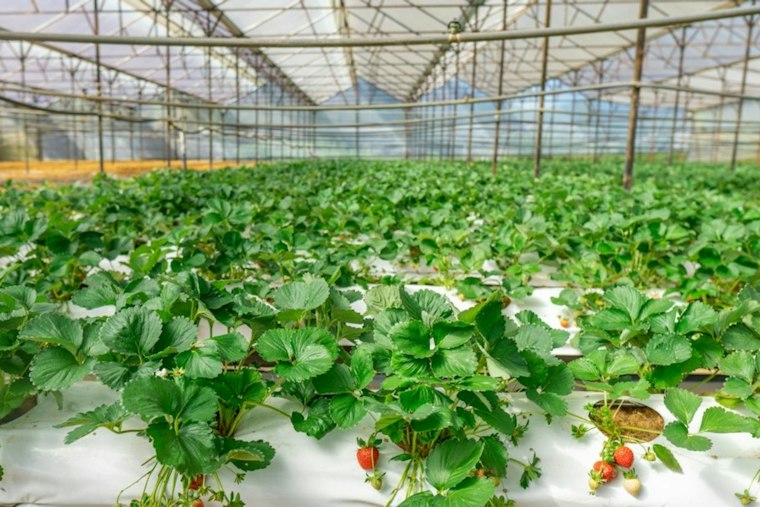 Pueblo Could Land $320M Greenhouse and 413 Jobs in Lettuce Comeback Bid