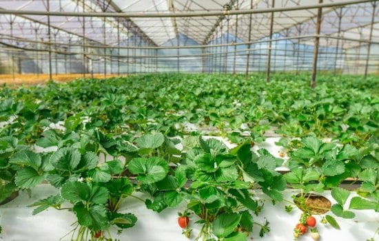 Pueblo Could Land $320M Greenhouse and 413 Jobs in Lettuce Comeback Bid