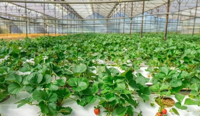 Pueblo Could Land $320M Greenhouse and 413 Jobs in Lettuce Comeback Bid