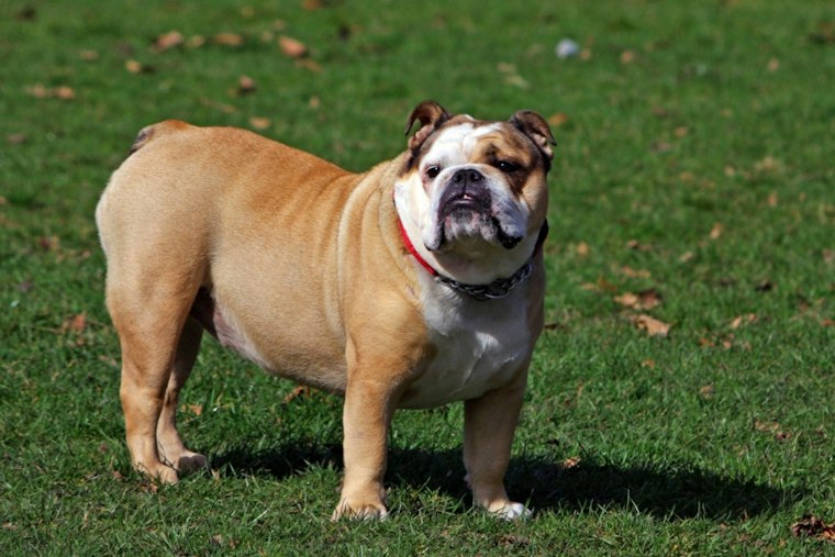Putnam County Couple Says Neighbor's Loose Bulldog Attacked Them and Their Pets