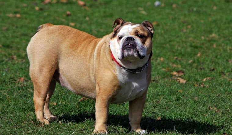 Putnam County Couple Says Neighbor's Loose Bulldog Attacked Them and Their Pets