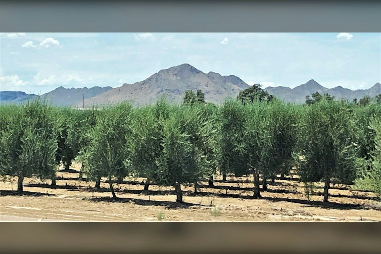 Queen Creek Olive Mill's Garlic Fest Wraps Second Weekend With Live Demos