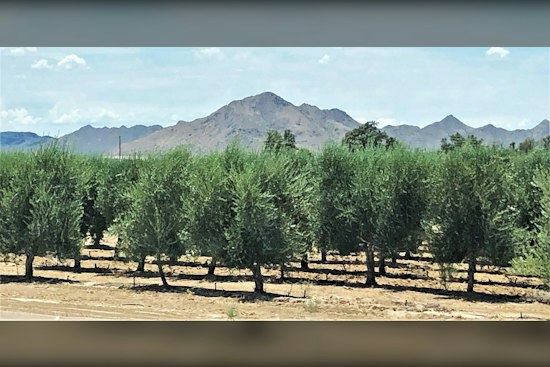 Queen Creek Olive Mill's Garlic Fest Wraps Second Weekend With Live Demos