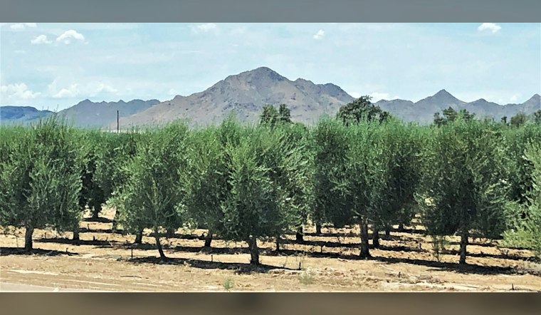 Queen Creek Olive Mill's Garlic Fest Wraps Second Weekend With Live Demos