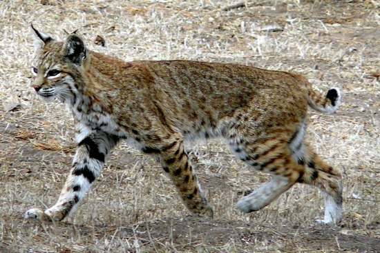Rabid Bobcat Maulls Family Dog, Charges at Wife Near Pine Before Owner Shoots It