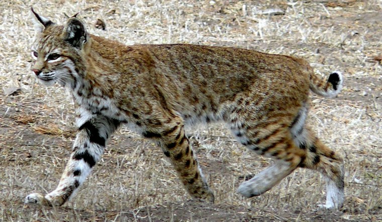 Rabid Bobcat Maulls Family Dog, Charges at Wife Near Pine Before Owner Shoots It
