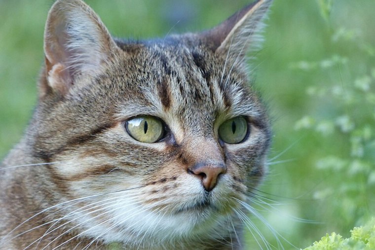 Rabid Cat Attacks Two People Near Norcross, Gwinnett Officials Warn Residents