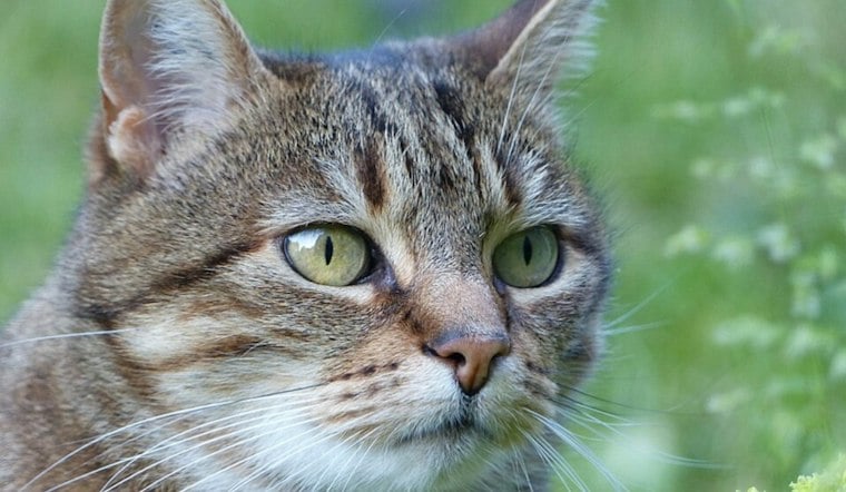 Rabid Cat Attacks Two People Near Norcross, Gwinnett Officials Warn Residents