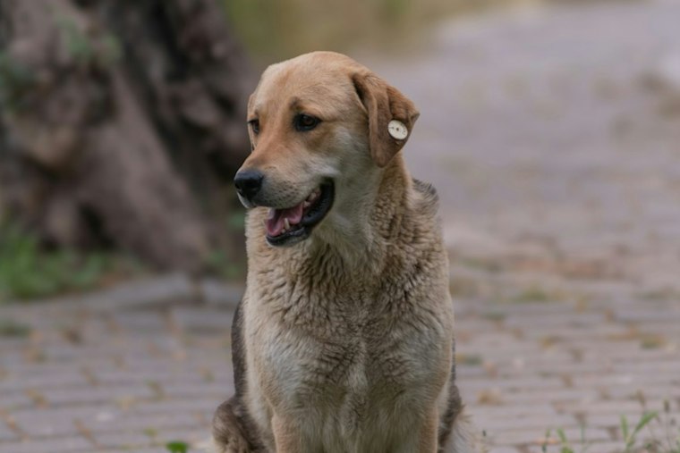 Ramona’s Rockin’ Robin Music Fest Returns With Rescued Animals and Live Music