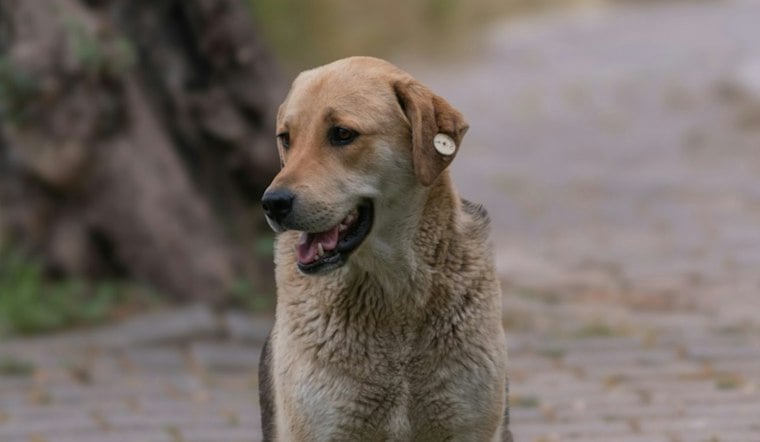 Ramona’s Rockin’ Robin Music Fest Returns With Rescued Animals and Live Music