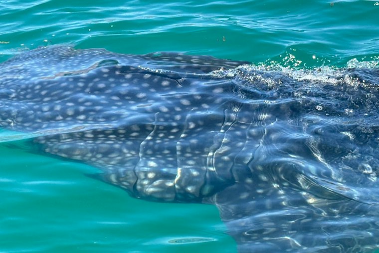 Rare 16-Foot Whale Shark Spotted Off Malibu Amid Super El Niño Surge