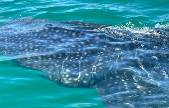 Rare 16-Foot Whale Shark Spotted Off Malibu Amid Super El Niño Surge